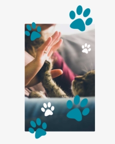 Hand Take Cat, HD Png Download, Transparent PNG