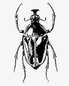 Fly,line Art,monochrome Photography - Escarabajo Blanco Y Negro, HD Png Download, Transparent PNG