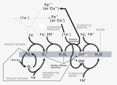 Diagram, HD Png Download, Transparent PNG