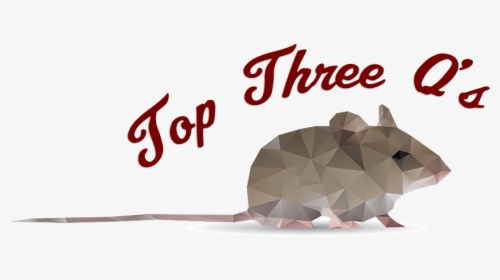 Top Three Q S With A Mouse - Armadillo, HD Png Download, Transparent PNG