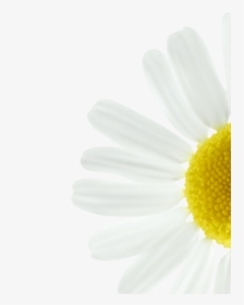 Chamomile, HD Png Download, Transparent PNG