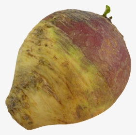 Turnip Rutabaga Root - Rutabaga Png, Transparent Png, Transparent PNG