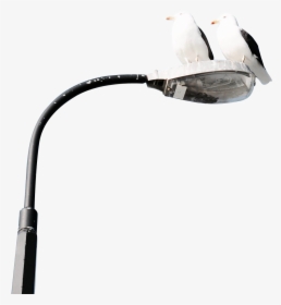 Two Birds On Lamp Post - Light, HD Png Download, Transparent PNG