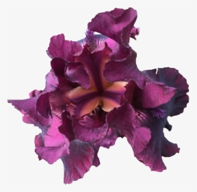 Iris Nature Purple Flower Exlineiris Beautiful Irisflow - Iris, HD Png Download, Transparent PNG