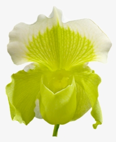 Orchid Flower Png Image - Orchids, Transparent Png, Transparent PNG