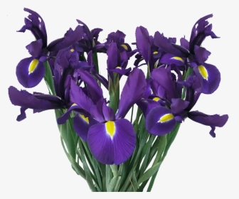 Buy Blue Iris Flowers Online Fresh Cut Flowers - Orris Root, HD Png Download, Transparent PNG