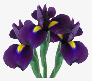 Purple Iris Flowers For Bridal Arrangements - Iris Versicolor, HD Png Download, Transparent PNG