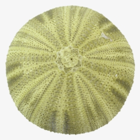 Green Sea Urchin - Crochet, HD Png Download, Transparent PNG