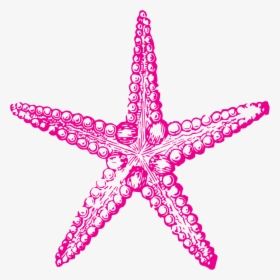 Sea Urchin Clip Art - Drawing Of Starfish And Sea Urchins, HD Png Download, Transparent PNG