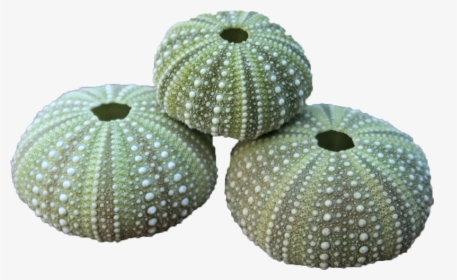 Sea Urchin Shells - Green Sea Urchin Shell, HD Png Download, Transparent PNG