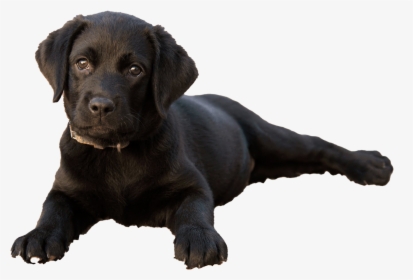 Labrador Retriever Puppy Png Clipart - Лабрадор В 2 Месяца, Transparent Png, Transparent PNG