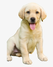 Labrador Retriever Puppy Transparent - Labrador Dog Price In Thrissur, HD Png Download, Transparent PNG