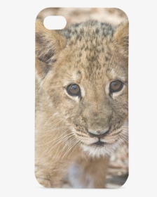 Baby Lion Hard Case For Iphone 4/4s - Real Baby Jungle Animals, HD Png Download, Transparent PNG
