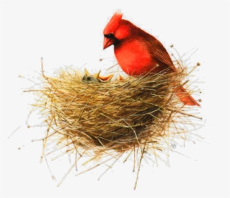 #ftestickers #watercolor #bird #nest #birdnest #redbird - Marjolein Bastin Mothers Day, HD Png Download, Transparent PNG