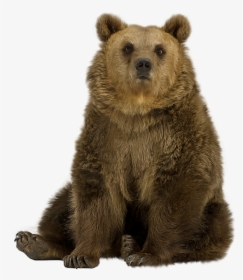 Brown Bear Png Pic - Grizzly Bear Sitting Png, Transparent Png, Transparent PNG