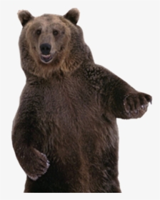 Brown Bear Png Image - Grizzly Bear Standing Png, Transparent Png, Transparent PNG