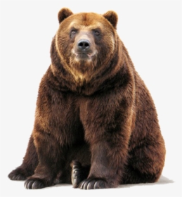 Bear Png Image - Grizzly Bear Transparent Background, Png Download, Transparent PNG