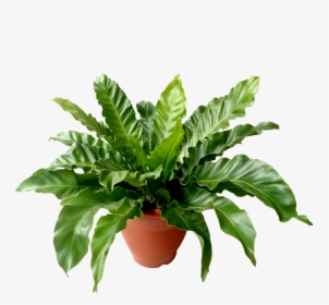 Flowerpot, HD Png Download, Transparent PNG