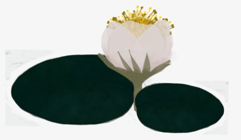 #lillypad #waterlilly #madewithpicsart - Water Lily, HD Png Download, Transparent PNG