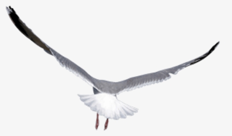 Free Png Birds Png Images Transparent - Mouette Png, Png Download, Transparent PNG