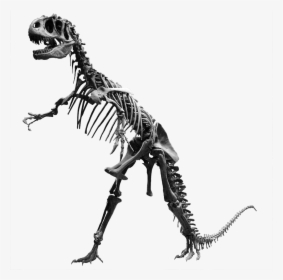 Transparent Dinosaur Bone Clipart - Dinosaur Bones Png, Png Download, Transparent PNG