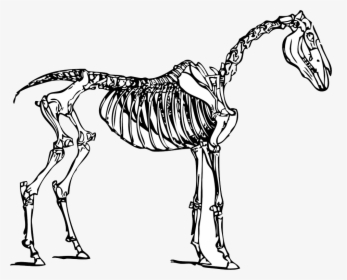 Dinosaur Bones Clipart - Horse Skeleton Clipart, HD Png Download, Transparent PNG