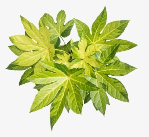 Fatsia Care - Maple Leaf, HD Png Download, Transparent PNG