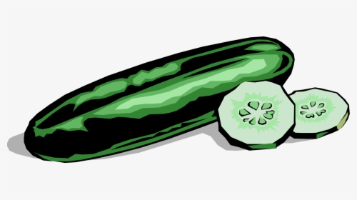 Vector Illustration Of Culinary Edible Vegetable Cucumber - Cucumber Clipart, HD Png Download, Transparent PNG