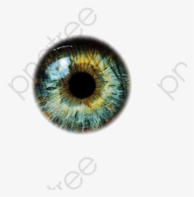 Magic Eyes Clipart Graphic Transparent Stock Eyeballs, - Green Eye Lens Png, Png Download, Transparent PNG