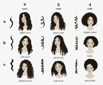 Type Of Hair Curl Pattern, HD Png Download, Transparent PNG