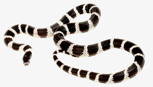 King Snake Png - King Snake With Transparent Background, Png Download, Transparent PNG