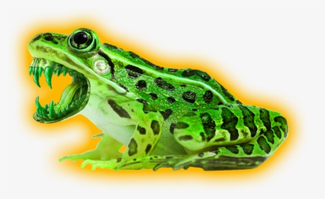 Leopard Frog With White Background, HD Png Download, Transparent PNG