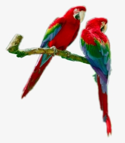 Parrots Parrotsrule Parrotlover Parrot - Macaw, HD Png Download, Transparent PNG