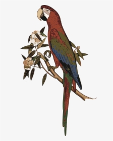 Macaw,parrot,bird - Exotic Birds, HD Png Download, Transparent PNG