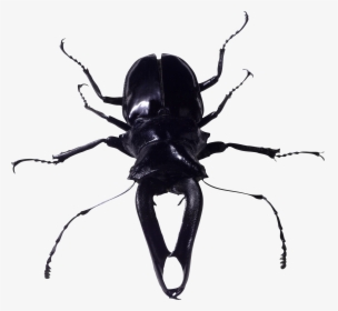 Cricket Bug Png, Transparent Png, Transparent PNG