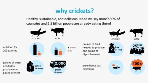 Source - Sixfoods - Com - Cricket Protein Infographic, HD Png Download, Transparent PNG