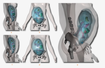 Physics-based Modeling Of The Pregnant Woman - Front View Of Pregnant Woman, HD Png Download, Transparent PNG