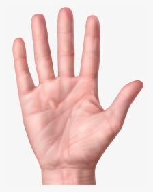 Nodule Or Lump In Palm - Palm Hand, HD Png Download, Transparent PNG