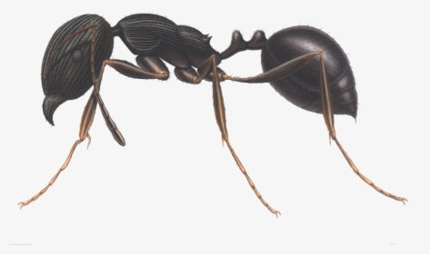 Ants Clipart Three - Carpenter Ant Identification, HD Png Download, Transparent PNG