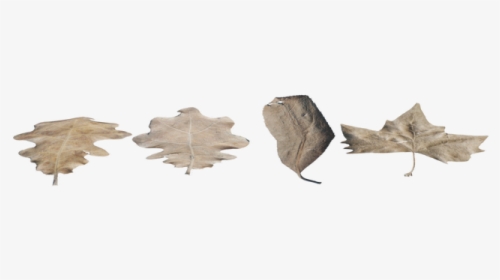 Picture - Earrings, HD Png Download, Transparent PNG