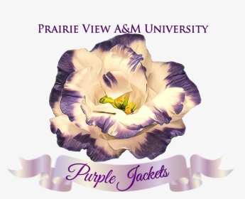 Pvamu Purple Jackets, HD Png Download, Transparent PNG