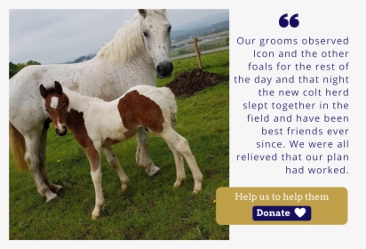 Ice Icon Foal Charity Christmas Appeal Quote - Foal, HD Png Download, Transparent PNG