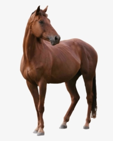 Image - Real Brown Horse Png, Transparent Png, Transparent PNG