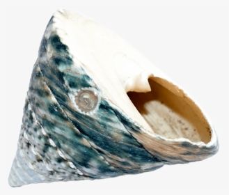 Seashell - Portable Network Graphics, HD Png Download, Transparent PNG