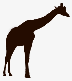 Giraffe Silhouette Png - Giraffe, Transparent Png, Transparent PNG