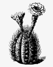 Cactus Black And White Transparent, HD Png Download, Transparent PNG