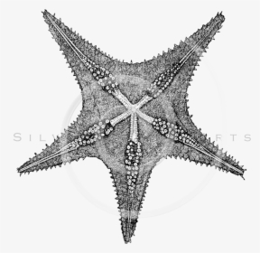 Transparent Sea Star Clipart Black And White - Starfish, HD Png Download, Transparent PNG
