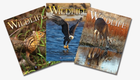 Tn Wildlife Magazine, HD Png Download, Transparent PNG