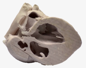 3d Printed Heart Cross Section - Skull, HD Png Download, Transparent PNG
