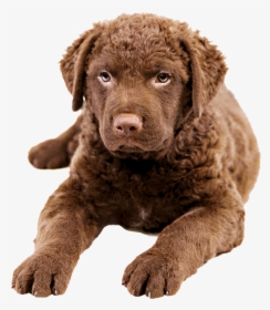 Cane Chesapeake Bay Retriever, HD Png Download, Transparent PNG